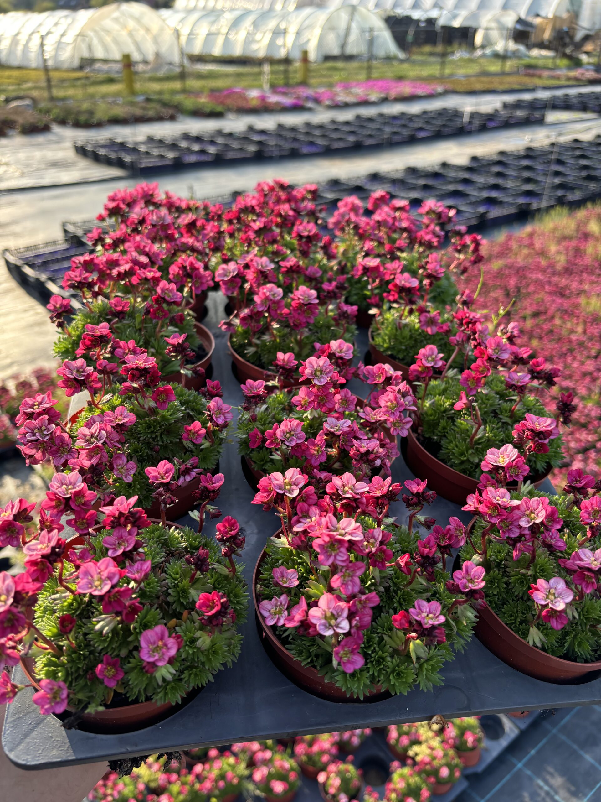 Floksy szydlaste i skalnica Arendsa – wczesnowiosenne rośliny okrywowe do ogrodu