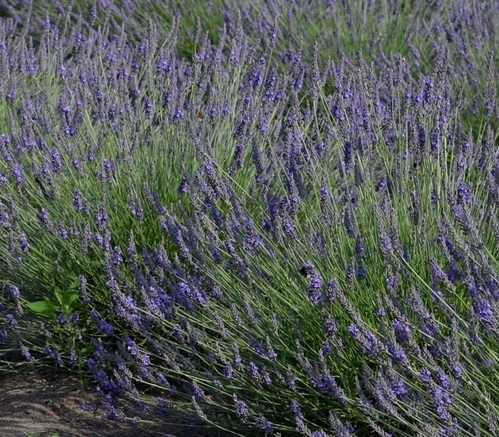 Lawenda pośrednia "Grosso" 1,1l