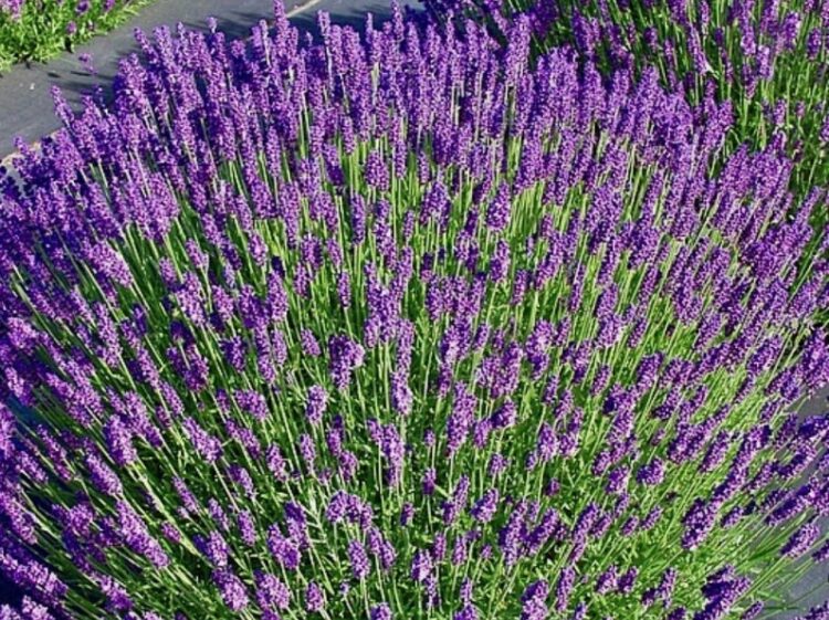 Lawenda wąskolistna "Hidcote" 1,1l