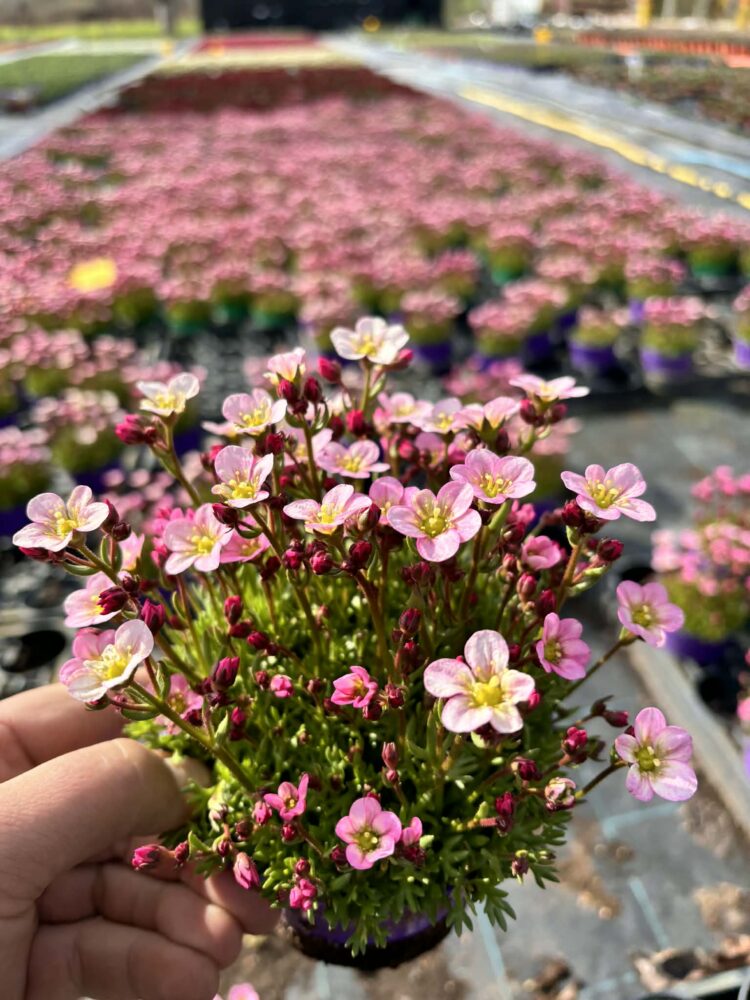 Skalnica arendsa Ice Colours Appleblossom 0,5l