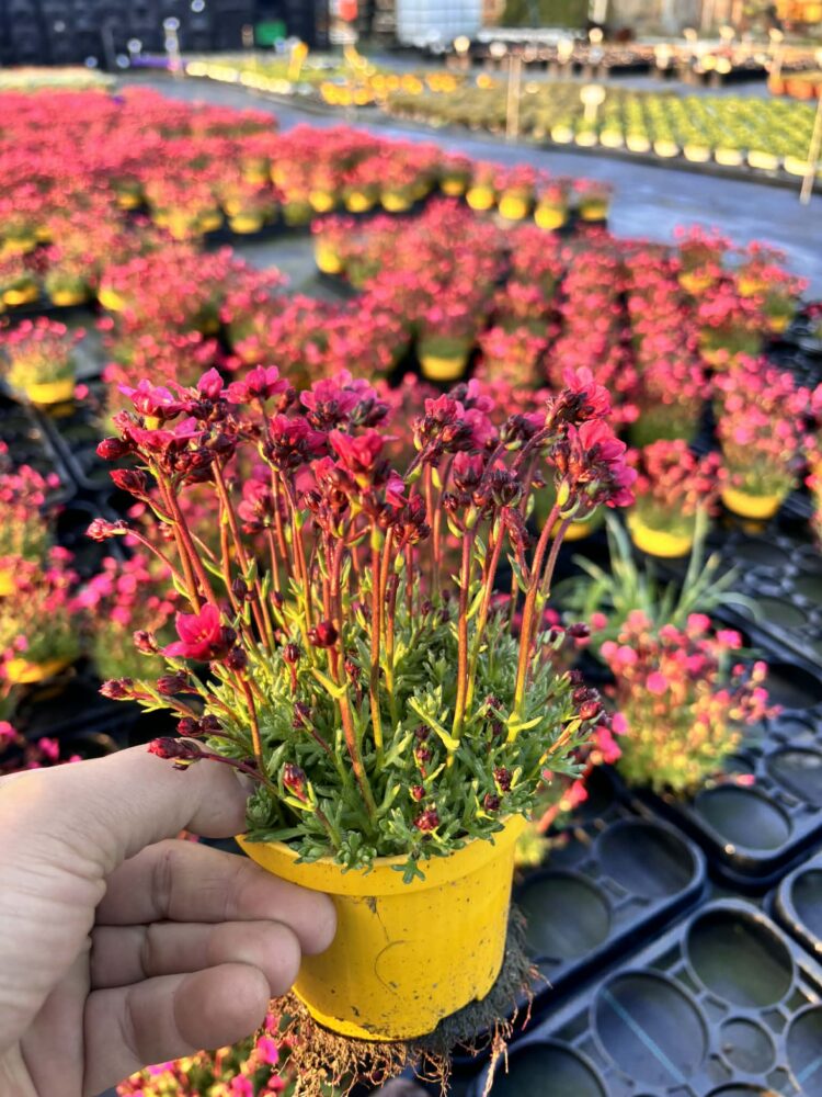 Skalnica różowa Carpet Purple Robe 0,5l