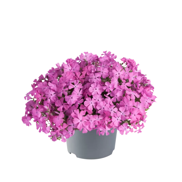 Floks szydlasty McDaniels Cushion 0,5l