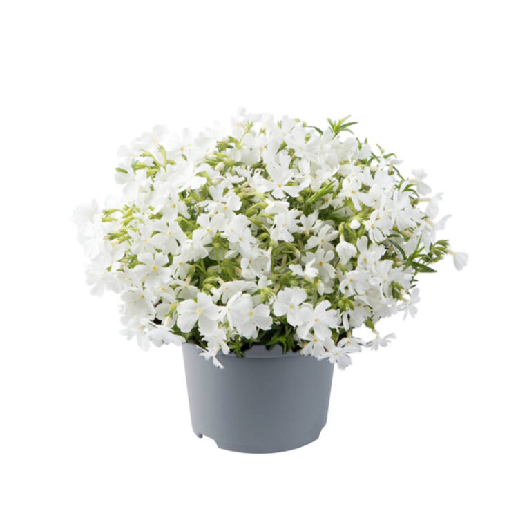 Floks Szydlasty biały Goldi Phlox White 0,5l