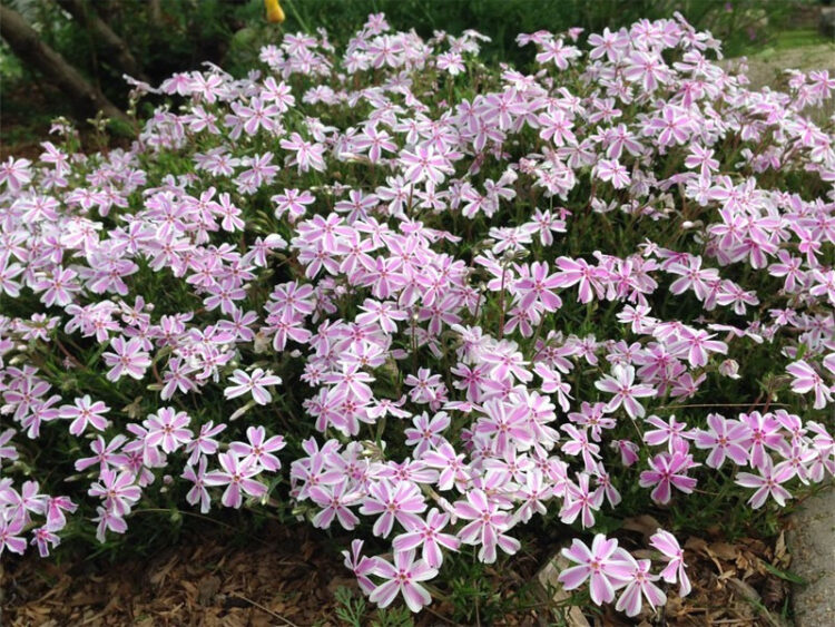 Floks szydlasty Kimono Pink-white 0,5