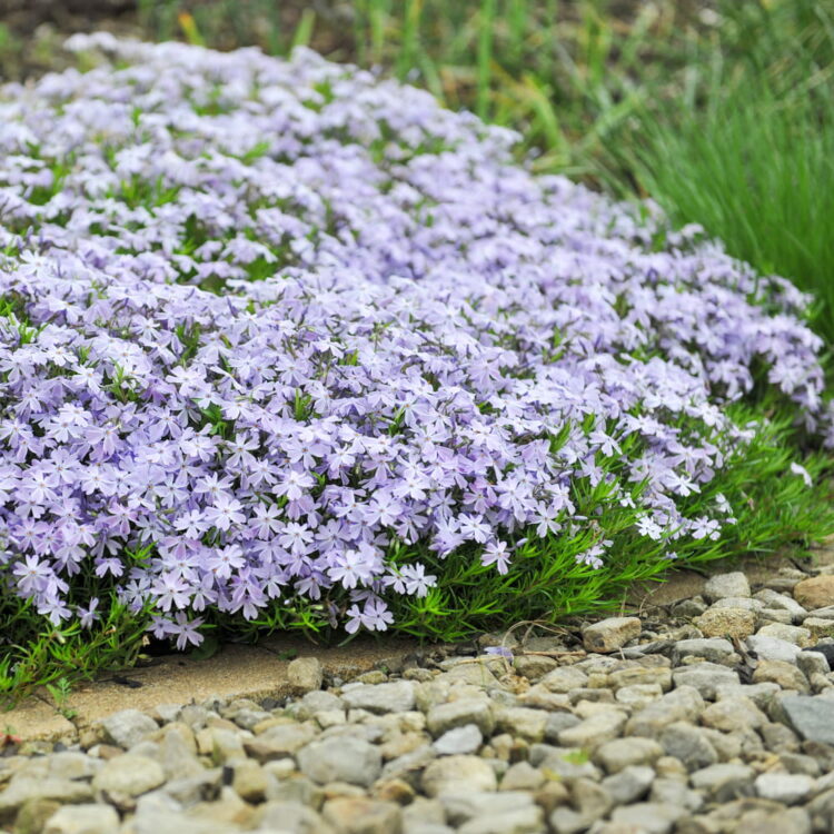 Floks szydlasty "Emerald Cushion Blue" 0,5l