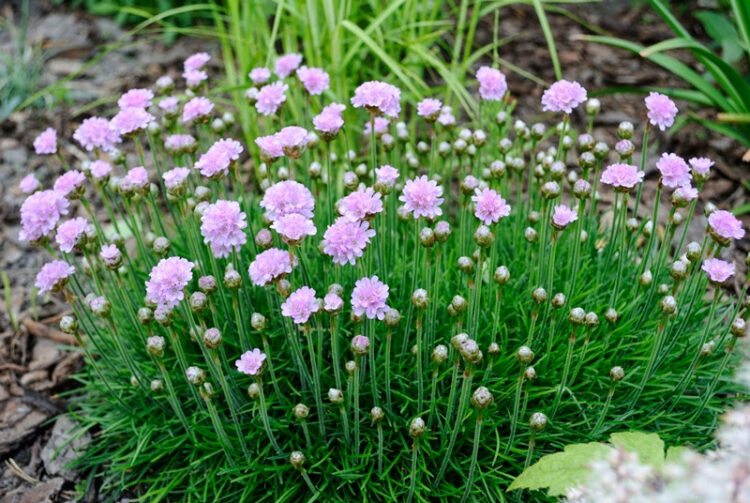 Zawciąg Nadmorski "Sweet Dream" 0,5l