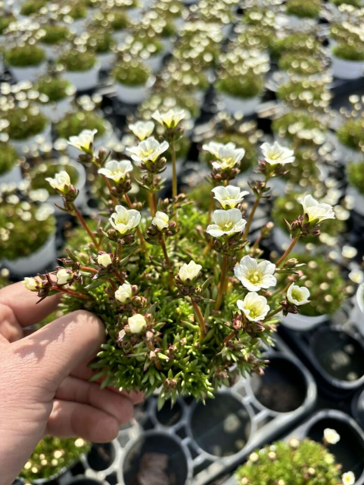 Skalnica Arendsa 0,5l "Marto White"