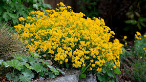 Smagliczka Skalna "Summit" 0,8l