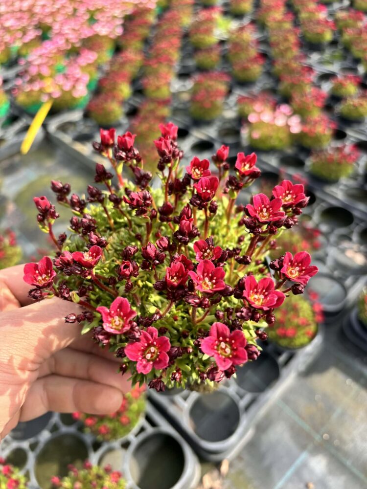 Skalnica Arendsa 0,5l "Marto Red"