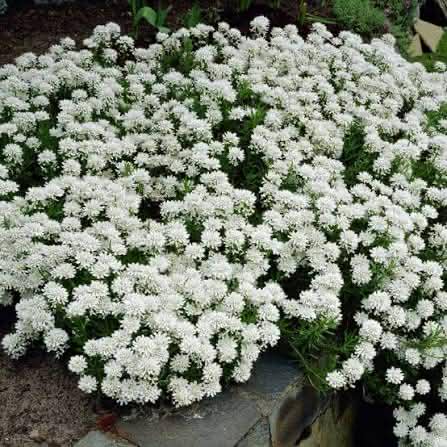 Ubiorek Biały 0,8l "Nevina"