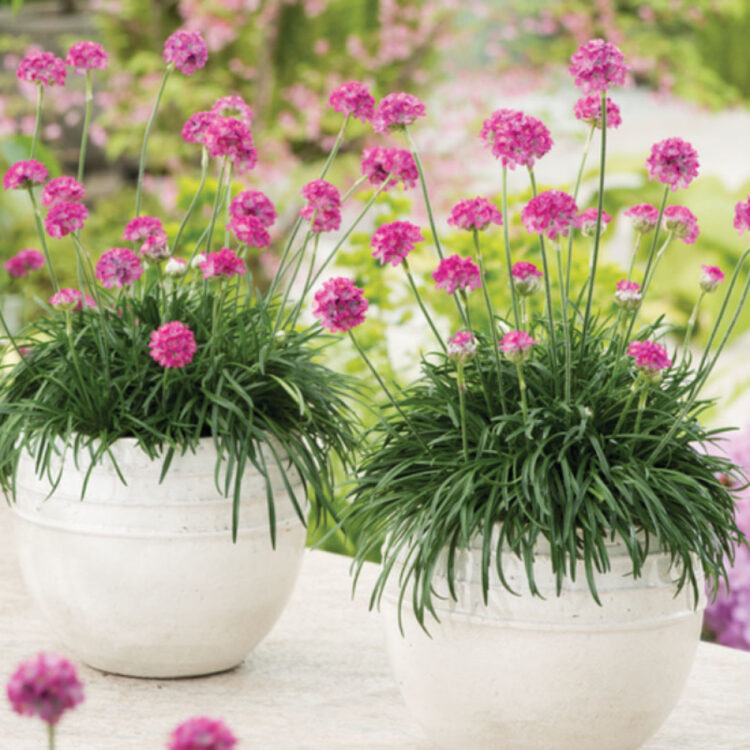 Zawciąg Nadmorski "Abbey Deep Rose" 0,5l