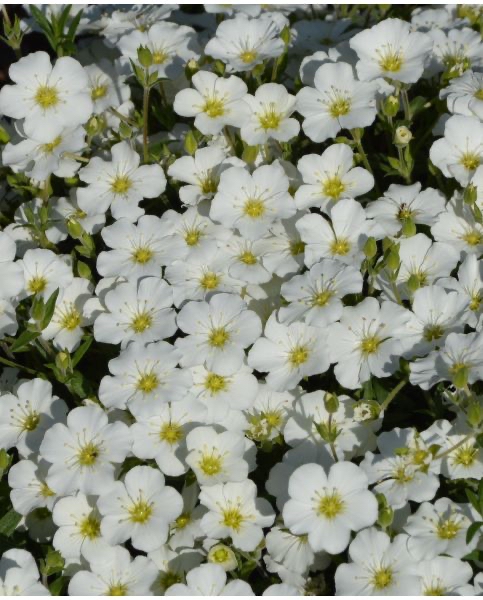 Piaskowiec górski Areneria Montana 0.65l