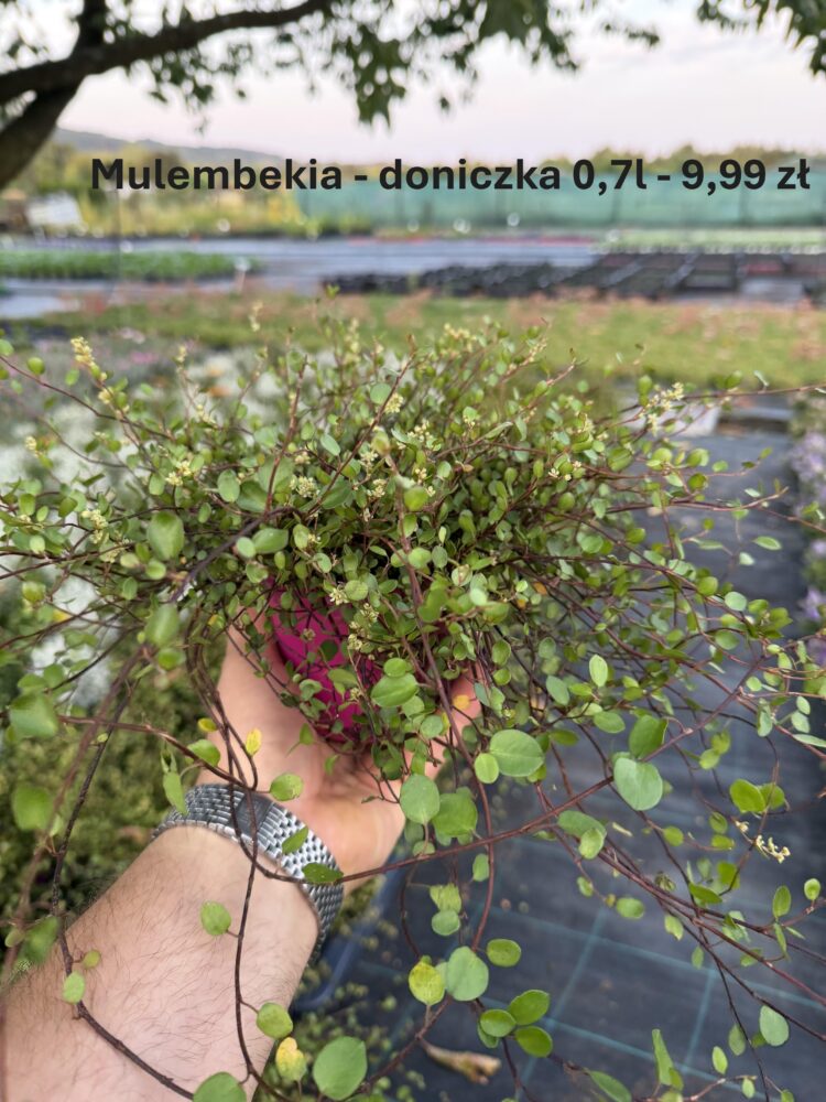 Mulembekia 0,7l