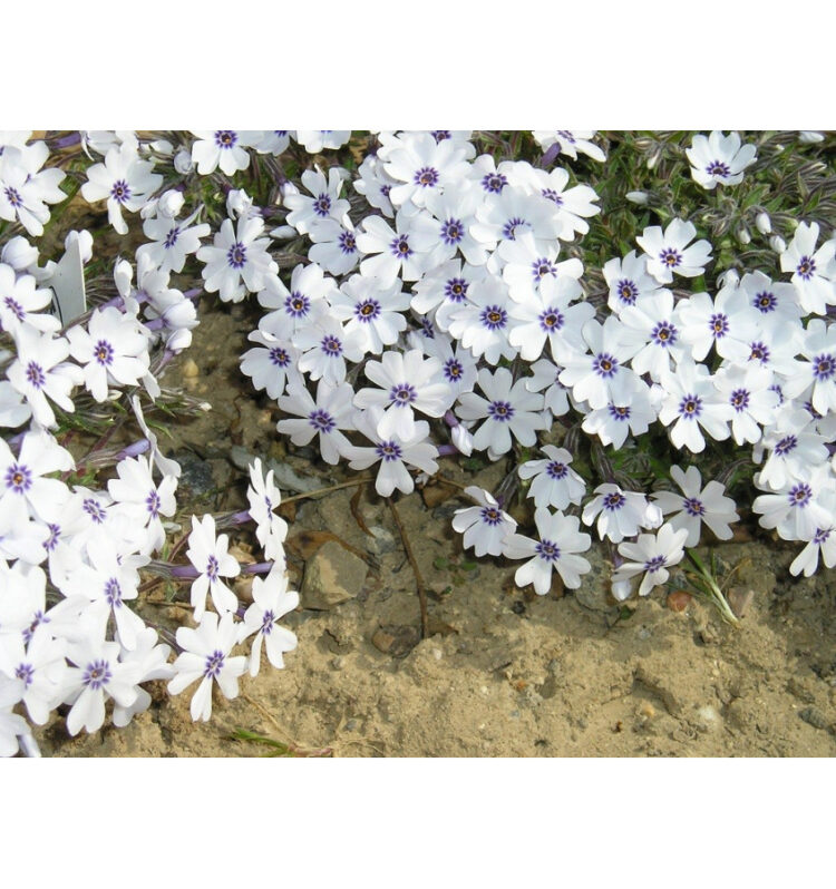 Floks szydlasty "Bavaria" 0,5l