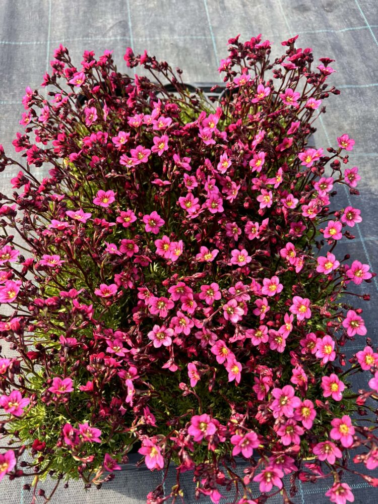 Zestaw 12 sadzonek skalnicy- ciemny róż