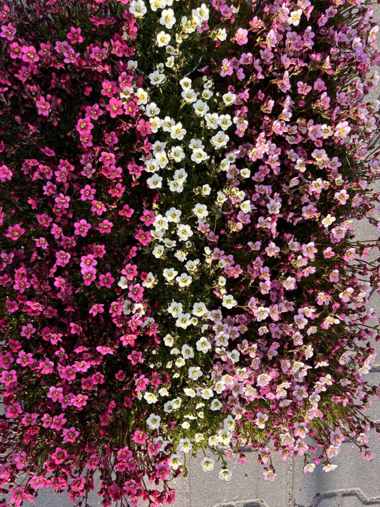 Zestaw 24 skalnic 8x ciemny róż x 8x biała 8x jasny róż