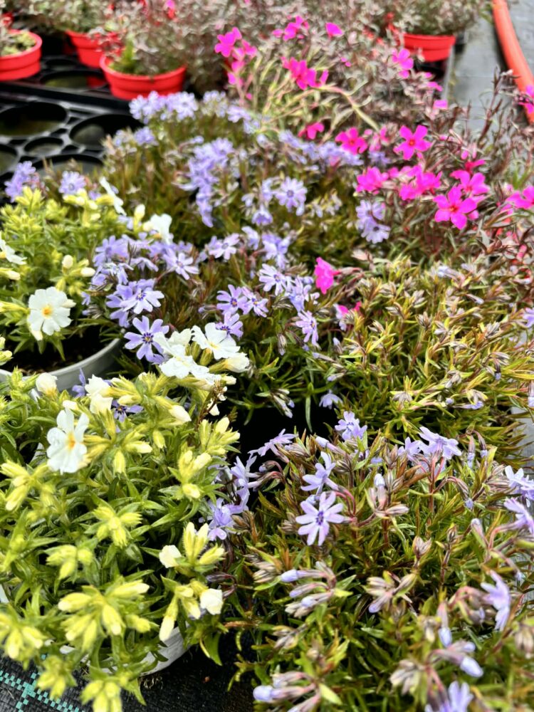 Zestaw 12 floksów 3 kolory - biały, róż, niebieski