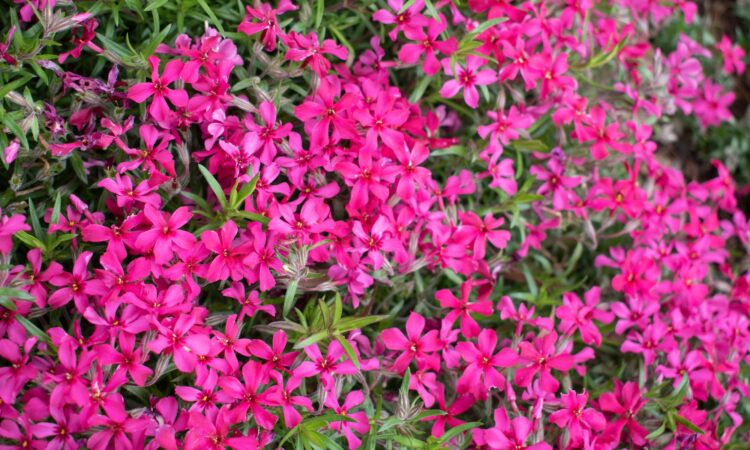 Floks szydlasty "Scarlet Flame" 0,5l