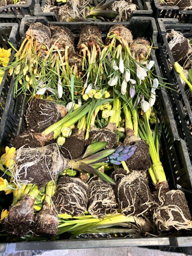 Zestaw cebul luzem nr 3- tulipany, krokusy, narcyzy, hiacynty 130 SZT cebul