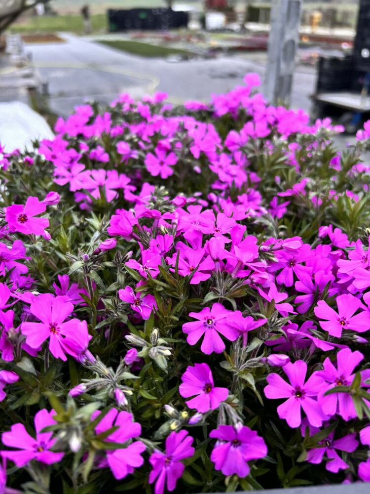 Zestaw 12 floksów różowych