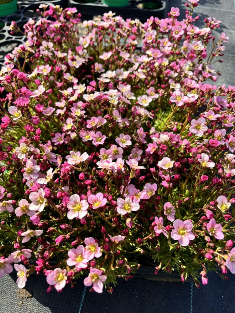 Zestaw 12 sadzonek skalnicy- jasny róż