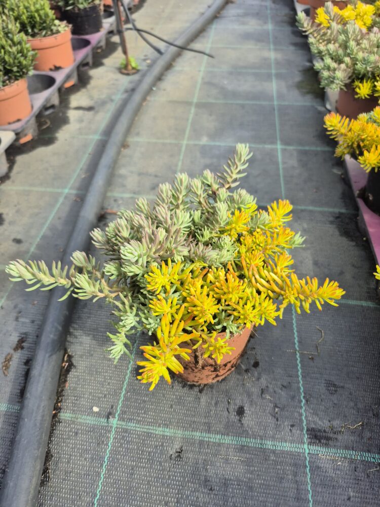 Rozchodnik ościsty mix Angelina/Blue Spruce 0.6l