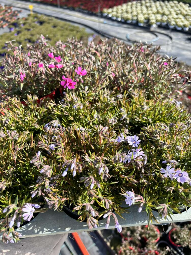 Zestaw 12 floksów szydlastych 6x niebieski 6x różowy