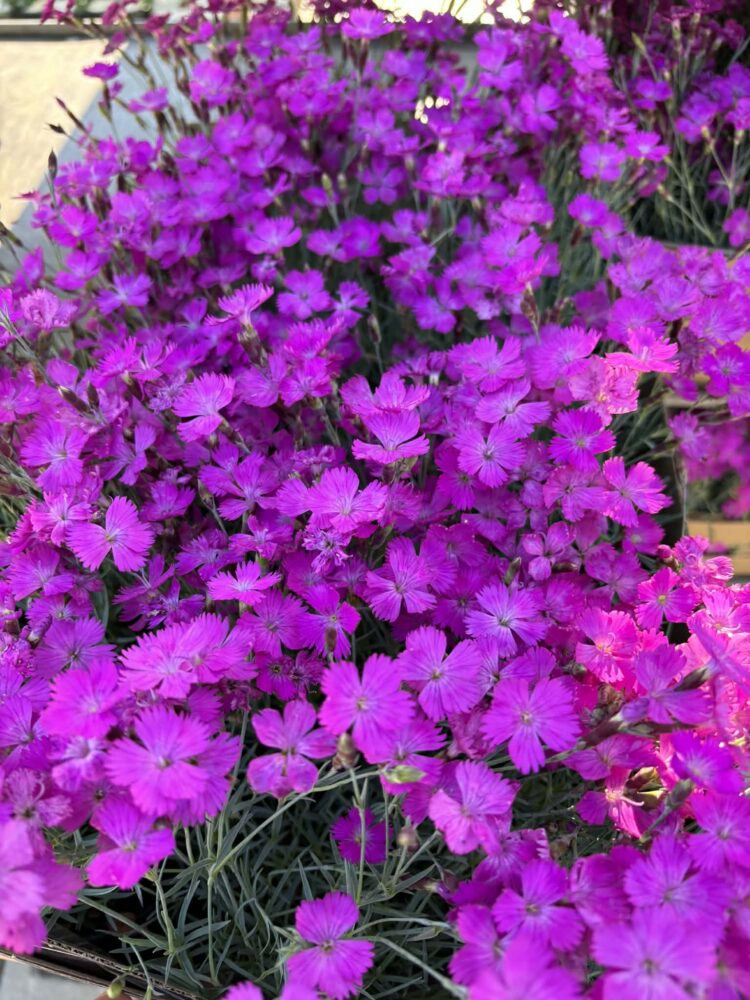 Goździk siny "Amarant" 1,1l