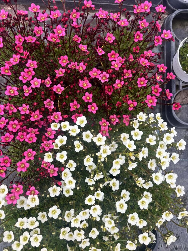 Zestaw 12 skalnic - 6x biała 6x różowa