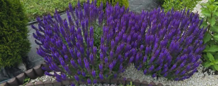 Szałwia omszona Sensation Compact Deep Blue 0,65l