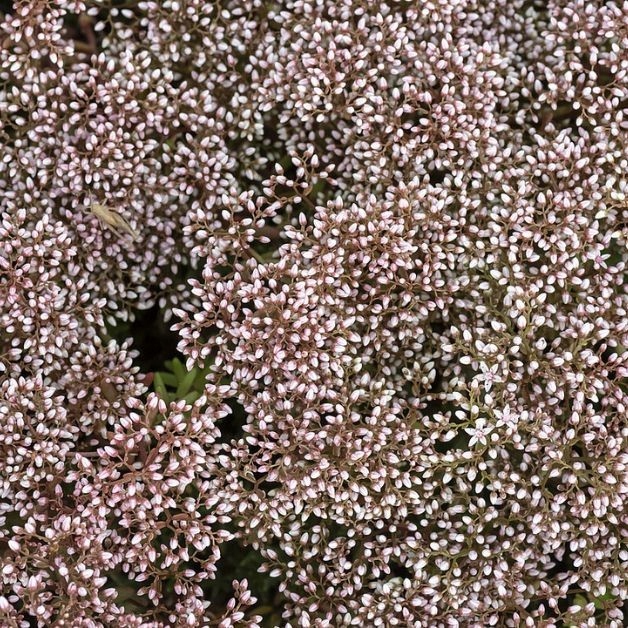 Pakiet 12 sadzonek rozchodników Coral Carpet