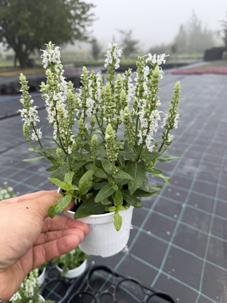 Szałwia omszona Sensation Compact White 0,65l