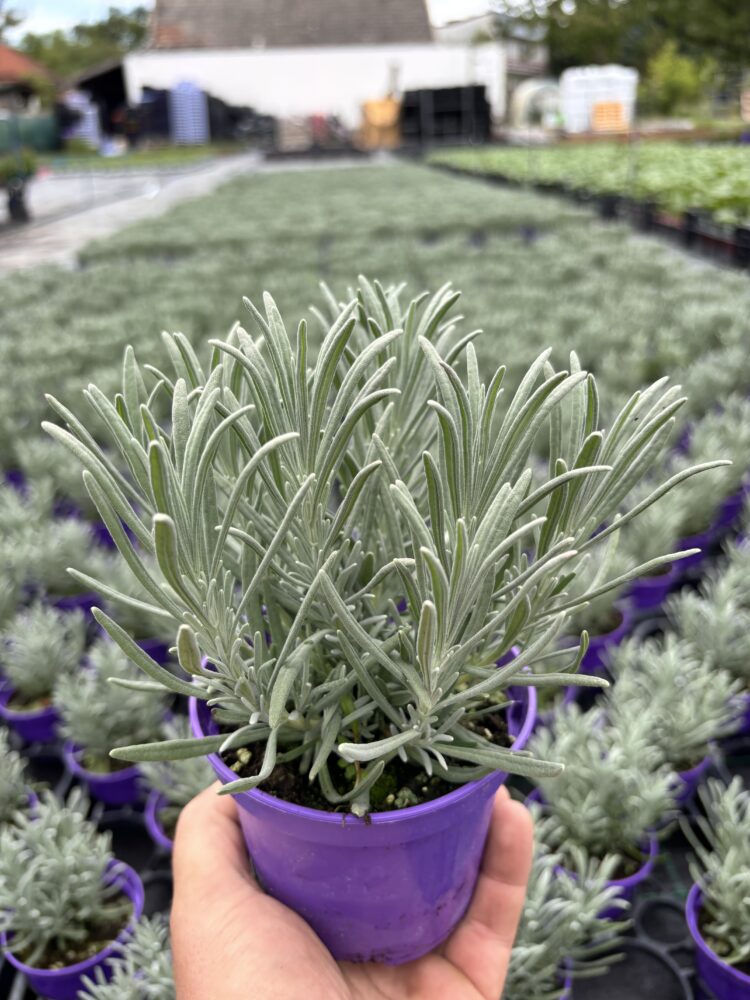 Lawenda pośrednia Grosso 0,65l