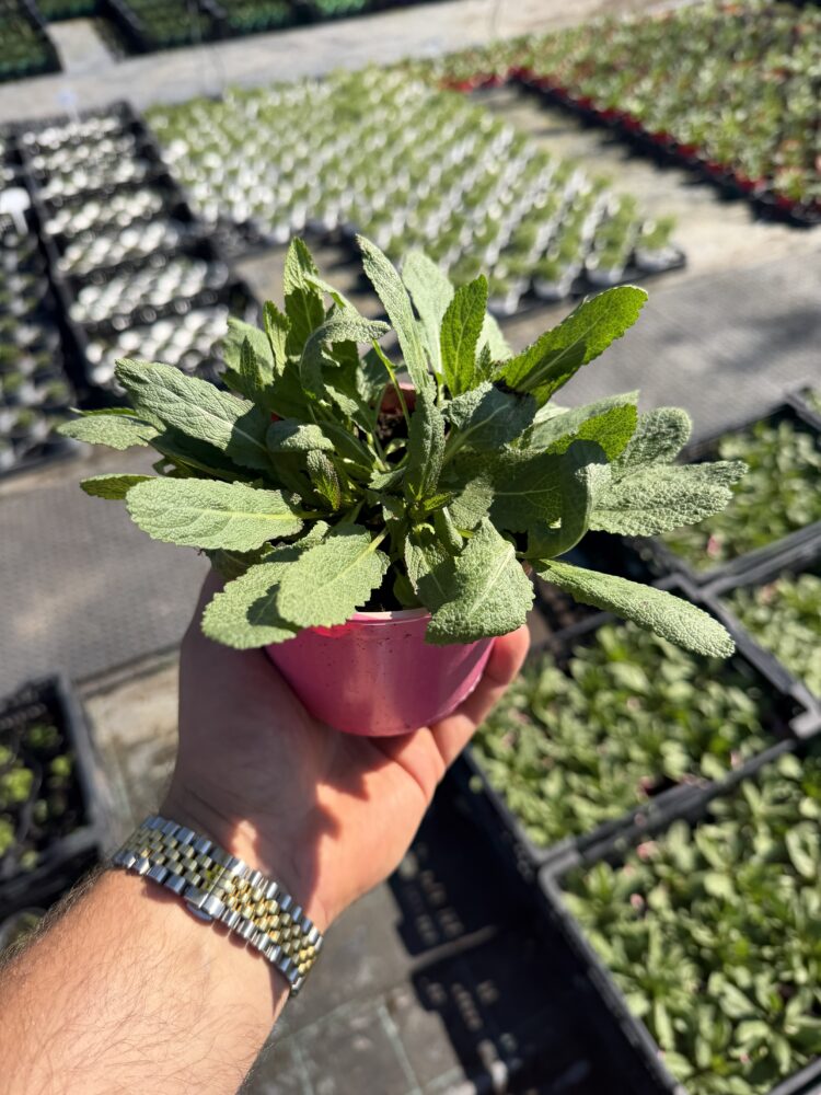Szałwia omszona Senasation Compact Rose 0,8l