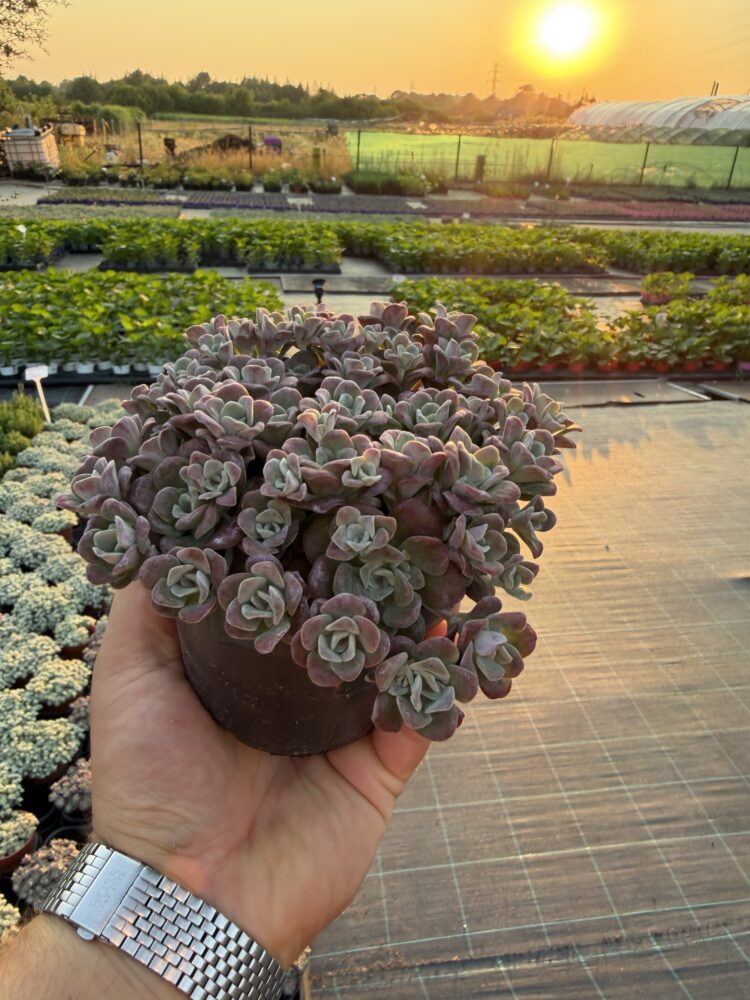 Rozchodnik łopatkowy Purpureum 0,65l