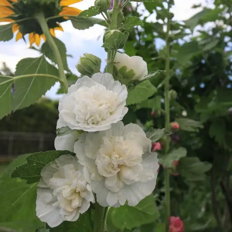 Malwa Pełna "Chaters Double White" 0,65l