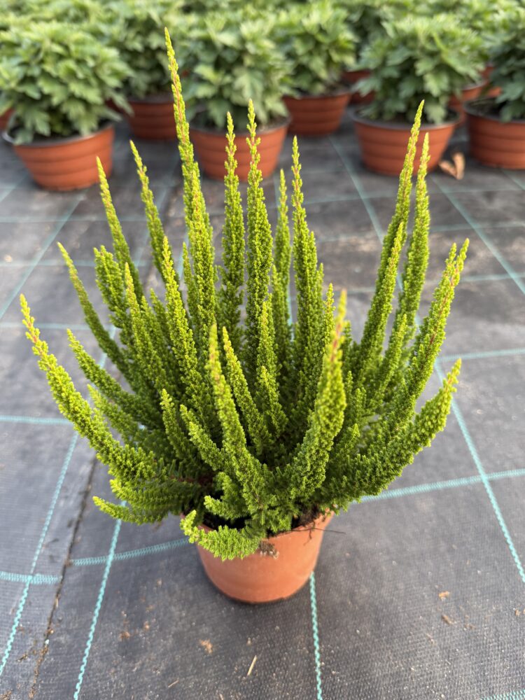 Wrzos niekwitnący "Sky Line" Stockholm 0,65l