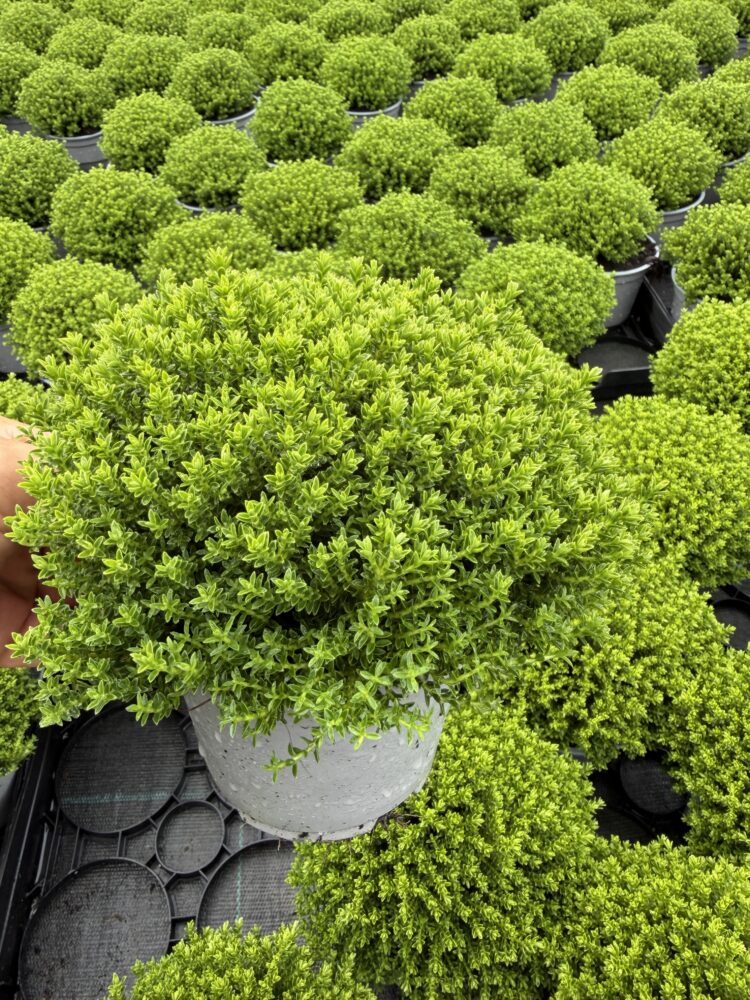 Hebe green globe 0.7l