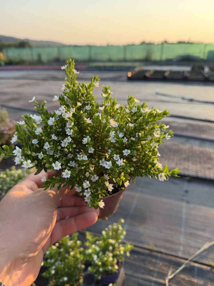 Kufea biała 0,65l