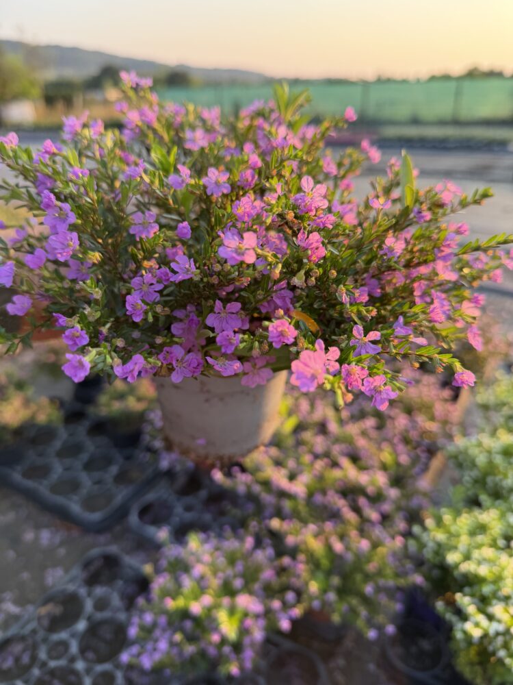 Kufea jasnofioletowa 0,65l
