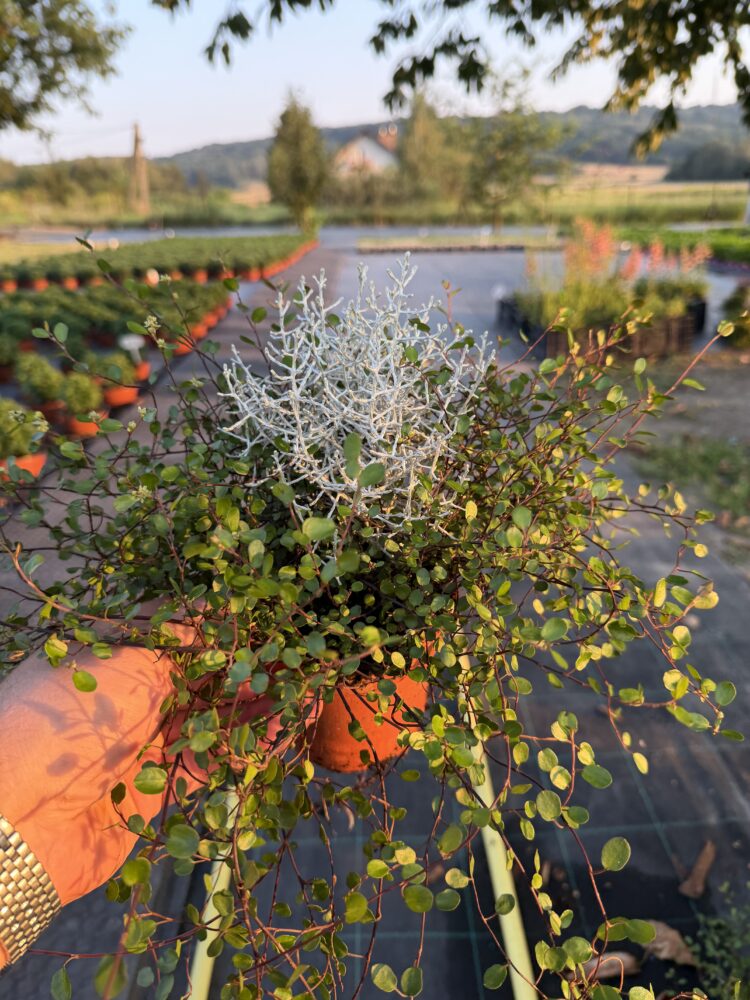 Patyczak+ mulembekia 0,65l