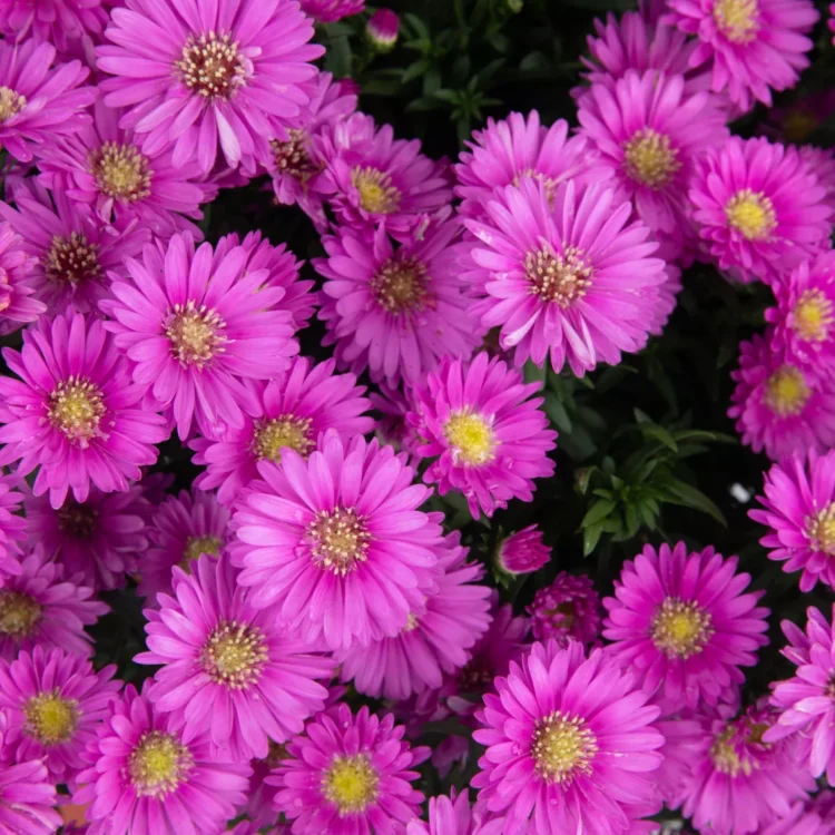 Aster nowobelgijski Magic Pink 0,9l