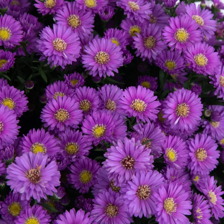 Aster nowobelgijski Magic Purple 0,9l