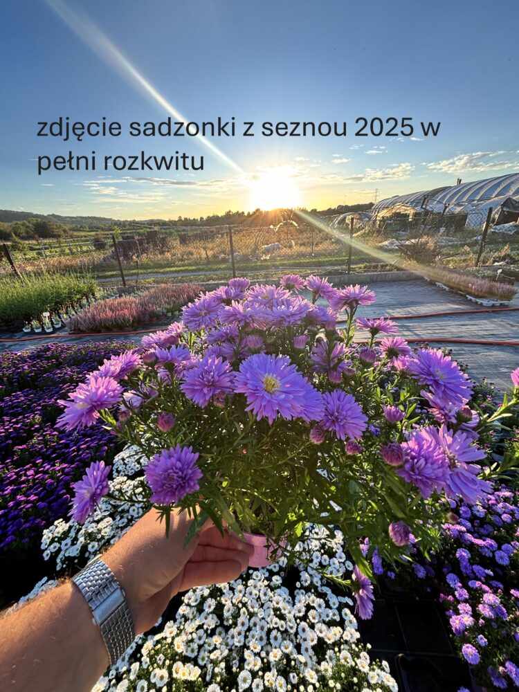 Aster nowobelgijski Magic Lavender 0,9l