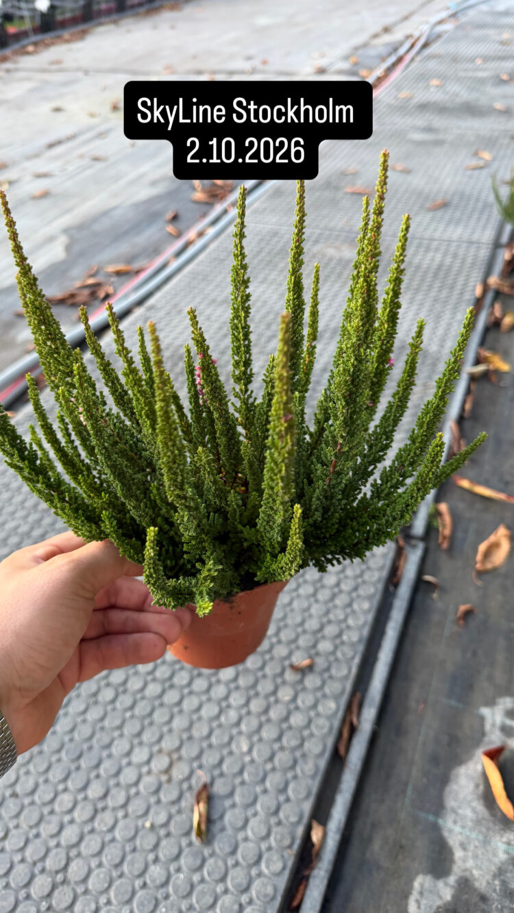 Wrzos niekwitnący "Sky Line" Stockholm 0,65l